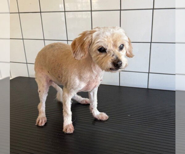 Medium Photo #1 Shih Tzu Puppy For Sale in Downey, CA, USA