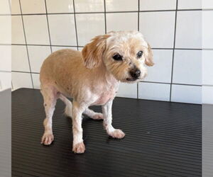 Shih Tzu Dogs for adoption in Downey, CA, USA