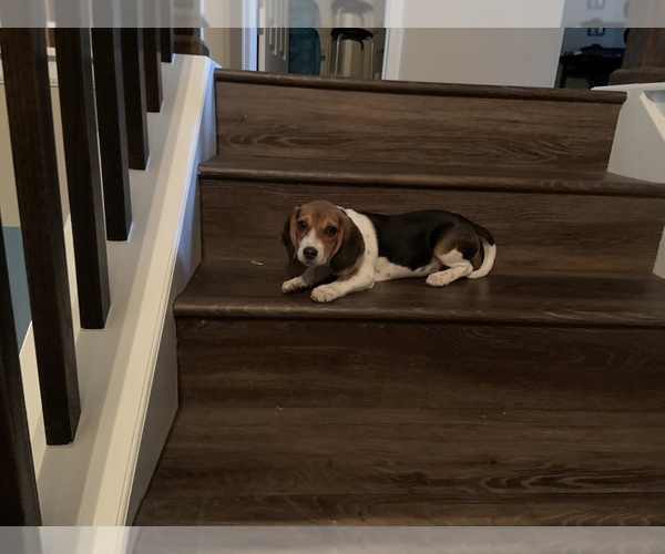 Medium Photo #2 Beagle Puppy For Sale in PARKER, CO, USA