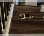 Small Photo #2 Beagle Puppy For Sale in PARKER, CO, USA