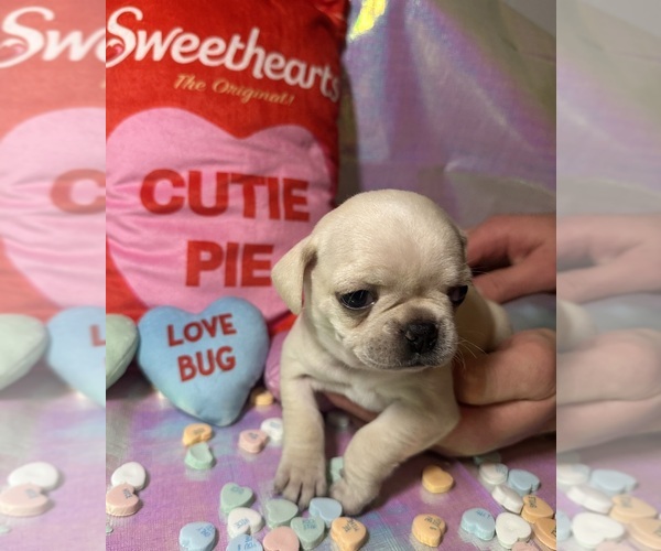Medium Photo #5 Pug Puppy For Sale in MOUNT WASHINGTON, KY, USA