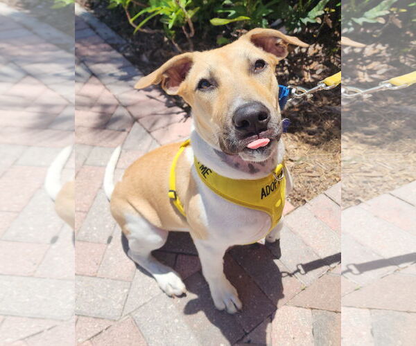 Medium Photo #3 Treeing Walker Coonhound-Unknown Mix Puppy For Sale in Royal Palm Beach, FL, USA