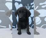 Small Photo #2 Labrador Retriever-Unknown Mix Puppy For Sale in Brewster, NY, USA
