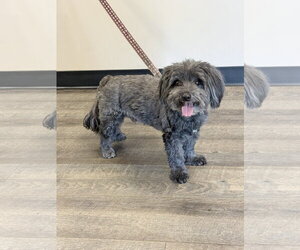 Chewie - Male Mal-Shi Dog for Adoption - Photo #4