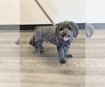Small Photo #4 Mal-Shi Puppy For Sale in Mission Viejo, CA, USA