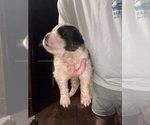Puppy Nimbus Saint Bernard