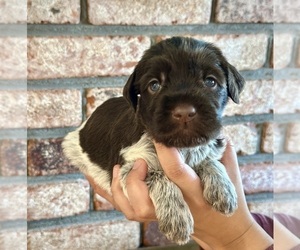 Wirehaired Pointing Griffon Puppy for sale in HOLLISTER, CA, USA