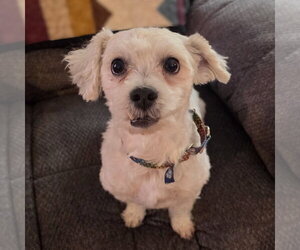 Maltese-Unknown Mix Dogs for adoption in Fargo, ND, USA