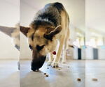 Small #5 German Shepherd Dog