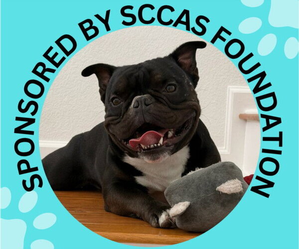 Medium Photo #1 French Bulldog-Unknown Mix Puppy For Sale in Santa Cruz, CA, USA