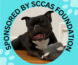 French Bulldog-Unknown Mix Dogs for adoption in Santa Cruz, CA, USA