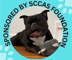 DRACO - Male French Bulldog-Unknown Mix Dog for Adoption - Small photo