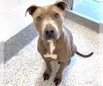 Small #1 American Pit Bull Terrier