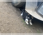 Small Photo #4 Siberian Husky Puppy For Sale in MALTA, IL, USA
