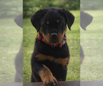 Small #3 Rottweiler