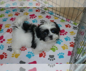 Mal-Shi Puppy for sale in ORO VALLEY, AZ, USA