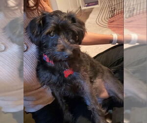 Poodle (Miniature)-Unknown Mix Dogs for adoption in San Diego, CA, USA