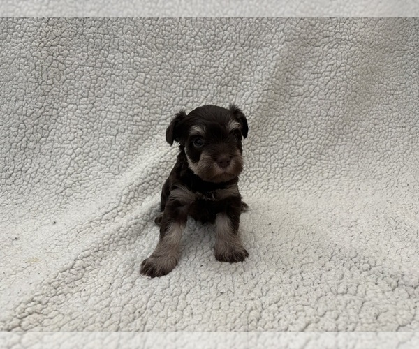 Medium Photo #9 Schnauzer (Miniature) Puppy For Sale in CATSKILL, NY, USA