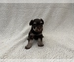 Small #8 Schnauzer (Miniature)
