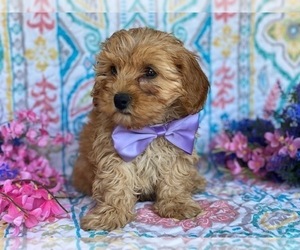 Cavapoo Puppy for sale in LANCASTER, PA, USA