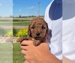 Puppy Puppy 1 Goldendoodle (Miniature)