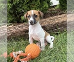 Small #1 Jack-Rat Terrier
