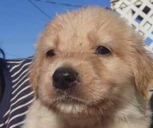 German Shepherd Dog-Golden Retriever Mix Puppy for sale in MODESTO, CA, USA
