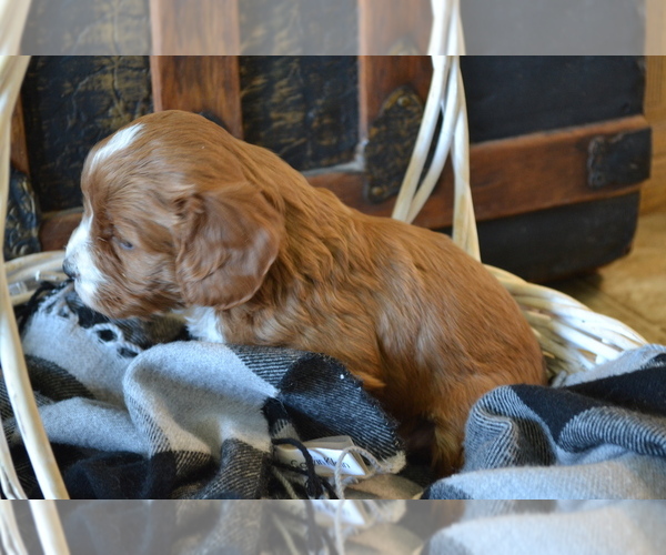 Medium Photo #4 Cavapoo (Miniature) Puppy For Sale in GREENWOOD, WI, USA