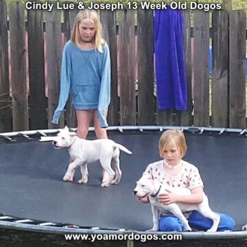 Medium Photo #191 Dogo Argentino Puppy For Sale in PINEVILLE, MO, USA