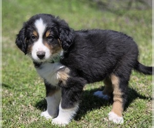 Miniature Australian Shepherd Puppy for sale in WILLS POINT, TX, USA
