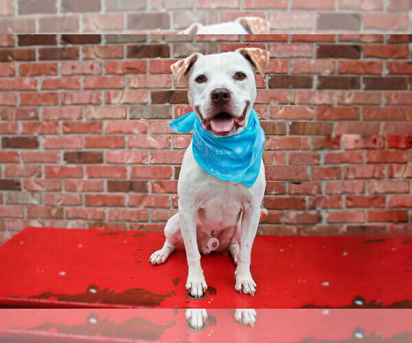 Medium Photo #15 American Bulldog-Unknown Mix Puppy For Sale in Calhoun, GA, USA