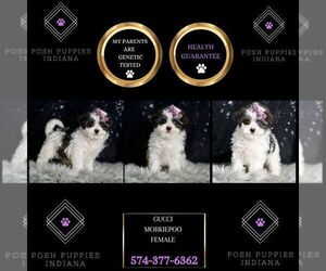 Morkie-Poodle (Miniature) Mix Puppy for sale in WARSAW, IN, USA