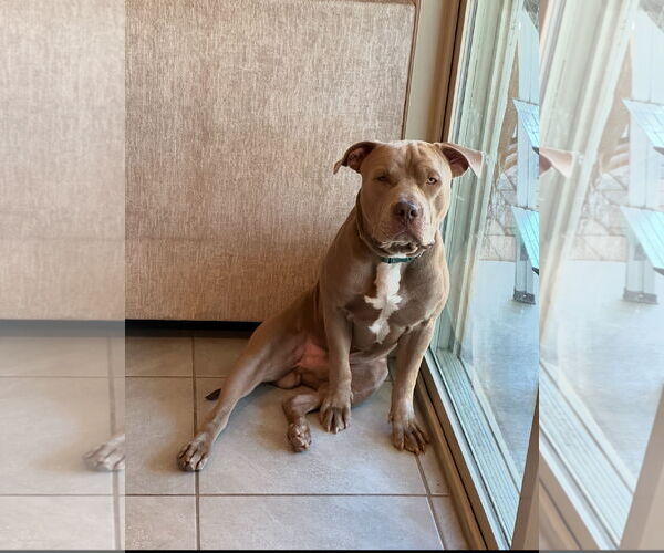 Medium Photo #3 American Pit Bull Terrier Puppy For Sale in Chandler, AZ, USA