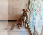 Small #2 American Pit Bull Terrier