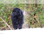 Small #41 Poodle (Miniature)