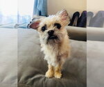 Small #1 Brussels Griffon