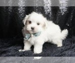 Small Photo #25 Maltese Puppy For Sale in WARSAW, IN, USA