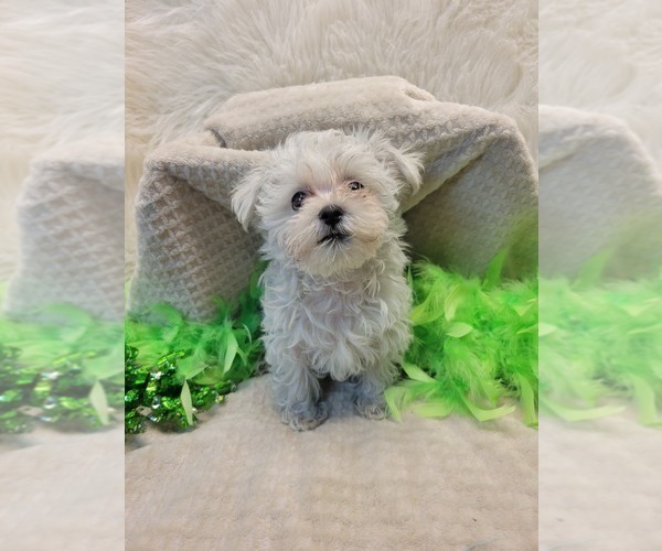 Medium Photo #2 Morkie Puppy For Sale in NEODESHA, KS, USA