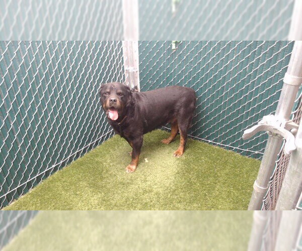 Medium Photo #1 Rottweiler Puppy For Sale in Downey, CA, USA