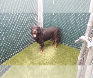 Rottweiler Dogs for adoption in Downey, CA, USA