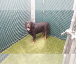 Small Rottweiler