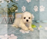 Small Mal-Shi