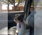 Small Photo #1 Schnauzer (Miniature) Puppy For Sale in CONVERSE, TX, USA