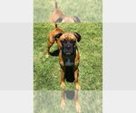 Small Boxer