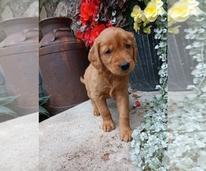 Medium Golden Retriever