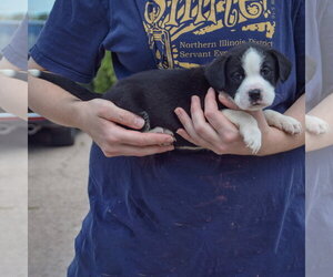 Halibut - Female American Bulldog-Unknown Mix Dog for Adoption - Photo #2