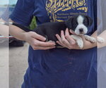 Small Photo #2 American Bulldog-Unknown Mix Puppy For Sale in Huntley, IL, USA