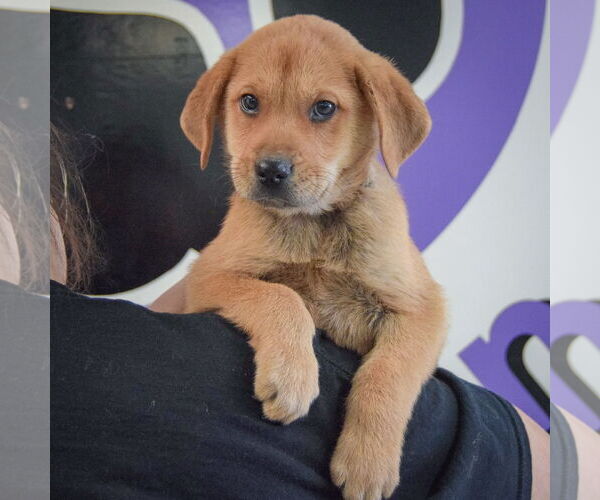 Medium Photo #5 German Shepherd Dog-Unknown Mix Puppy For Sale in Huntley, IL, USA
