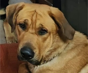 English Mastweiler-German Shepherd Dog Mix Dog for Adoption in EUGENE, Oregon USA