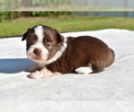 Small #2 Auss-Tzu